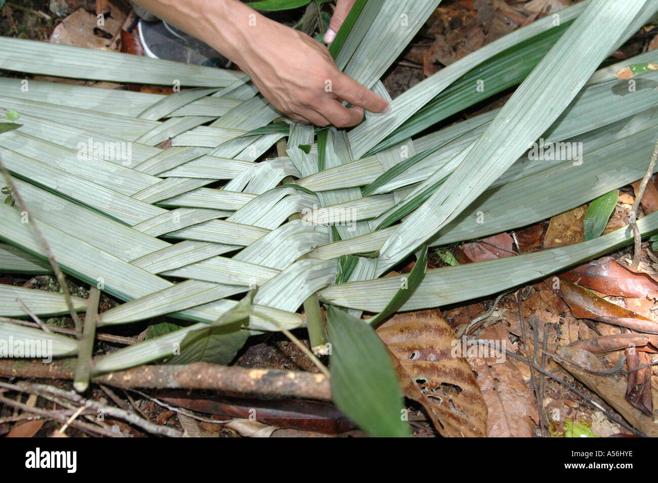 Basket weaving Amazon region Brazil Stock Photo Alamy