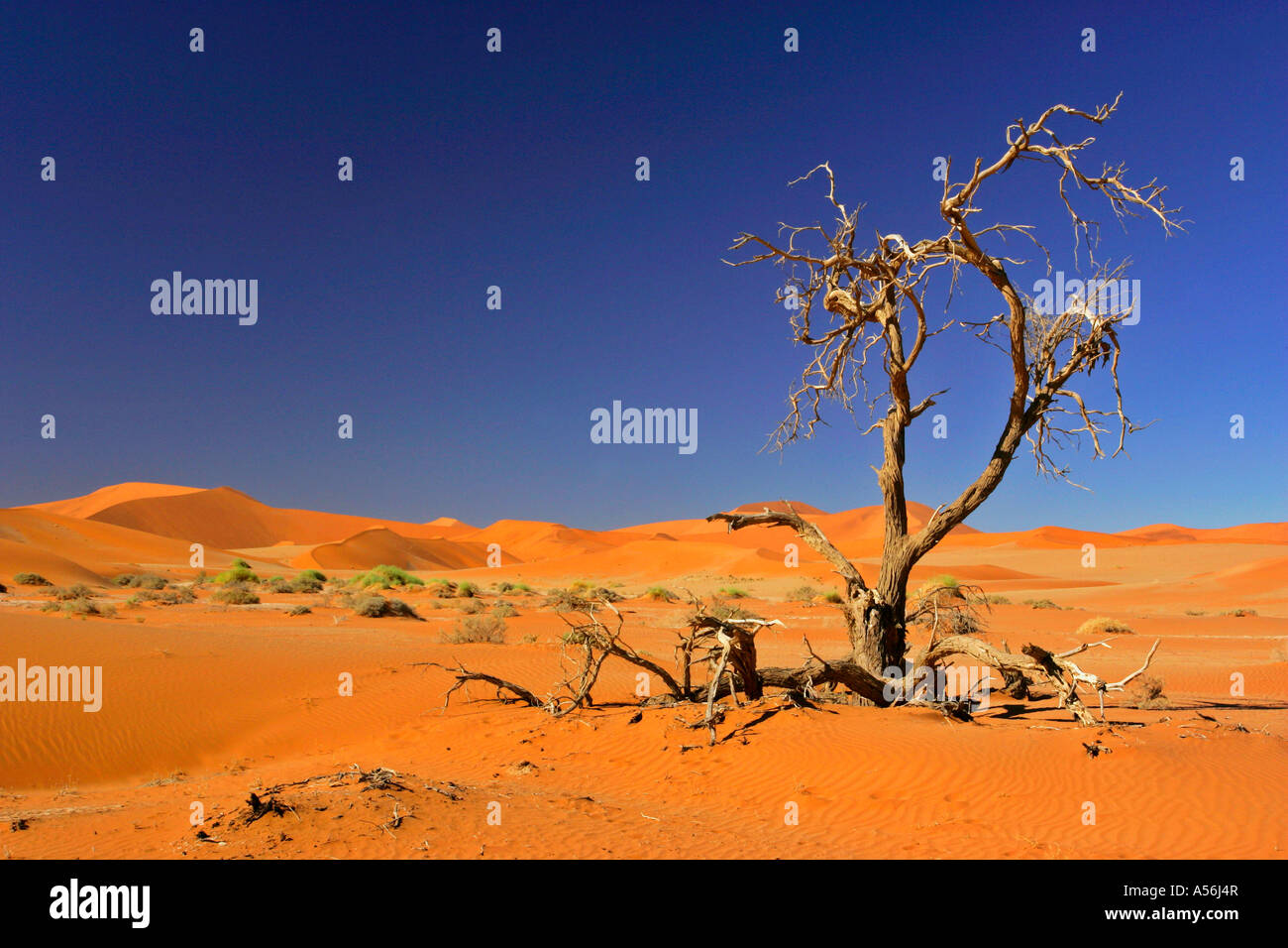 dead Camel Thorn tree Acacia erioloba in the dune Namib Sossusvlei Namib Naukluft Park Namibia Africa Stock Photo