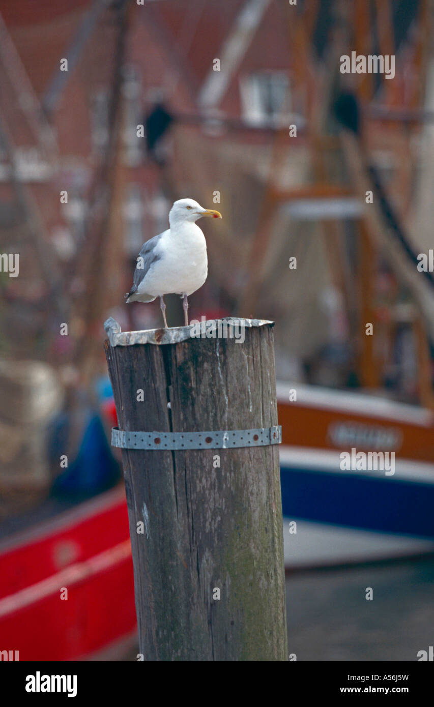 Silbermoewe im Hafen Herring Gull in harbour Larus argentatus Ostfriesland Deutschland Germany Stock Photo