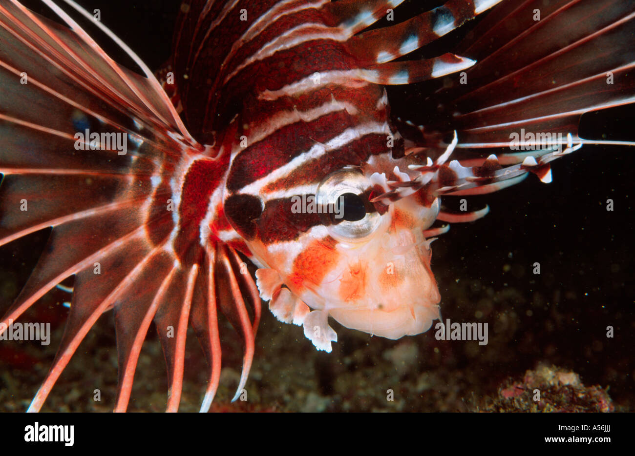 Strahlen Rotfeuerfisch Pterois radiata Oman Asien Stock Photo