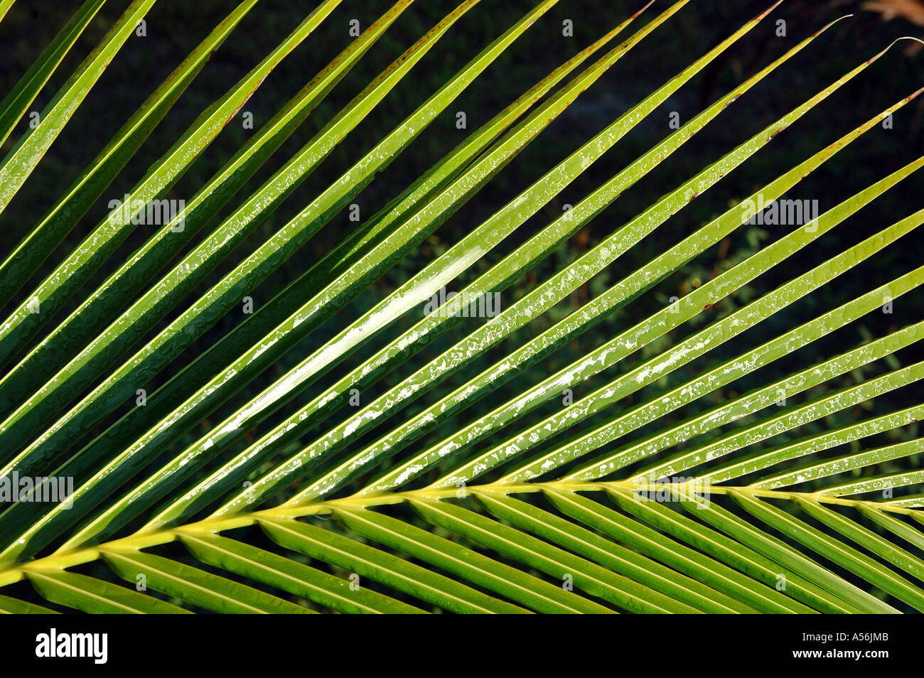 Branch of a palm tree Stock Photo