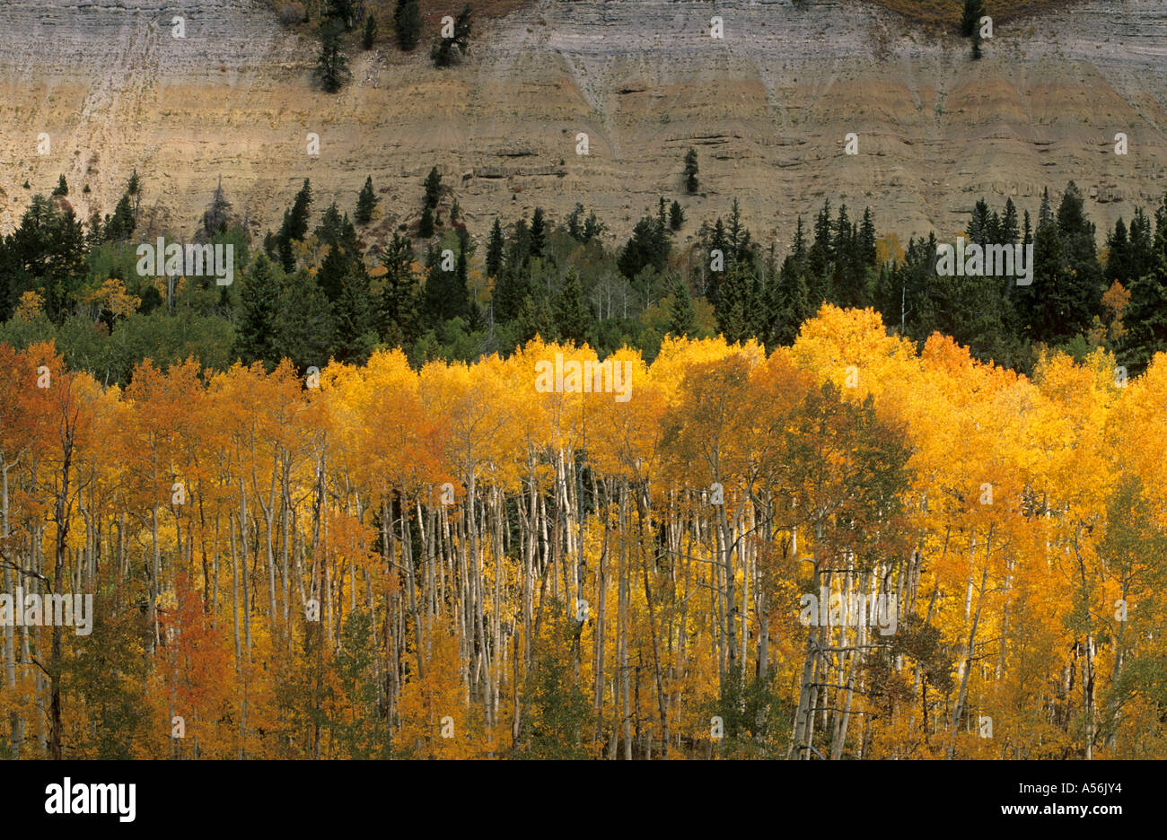 Fall coloured forest in the Wasatch Range, Skyline Drive, Utah, USA Stock Photo Alamy