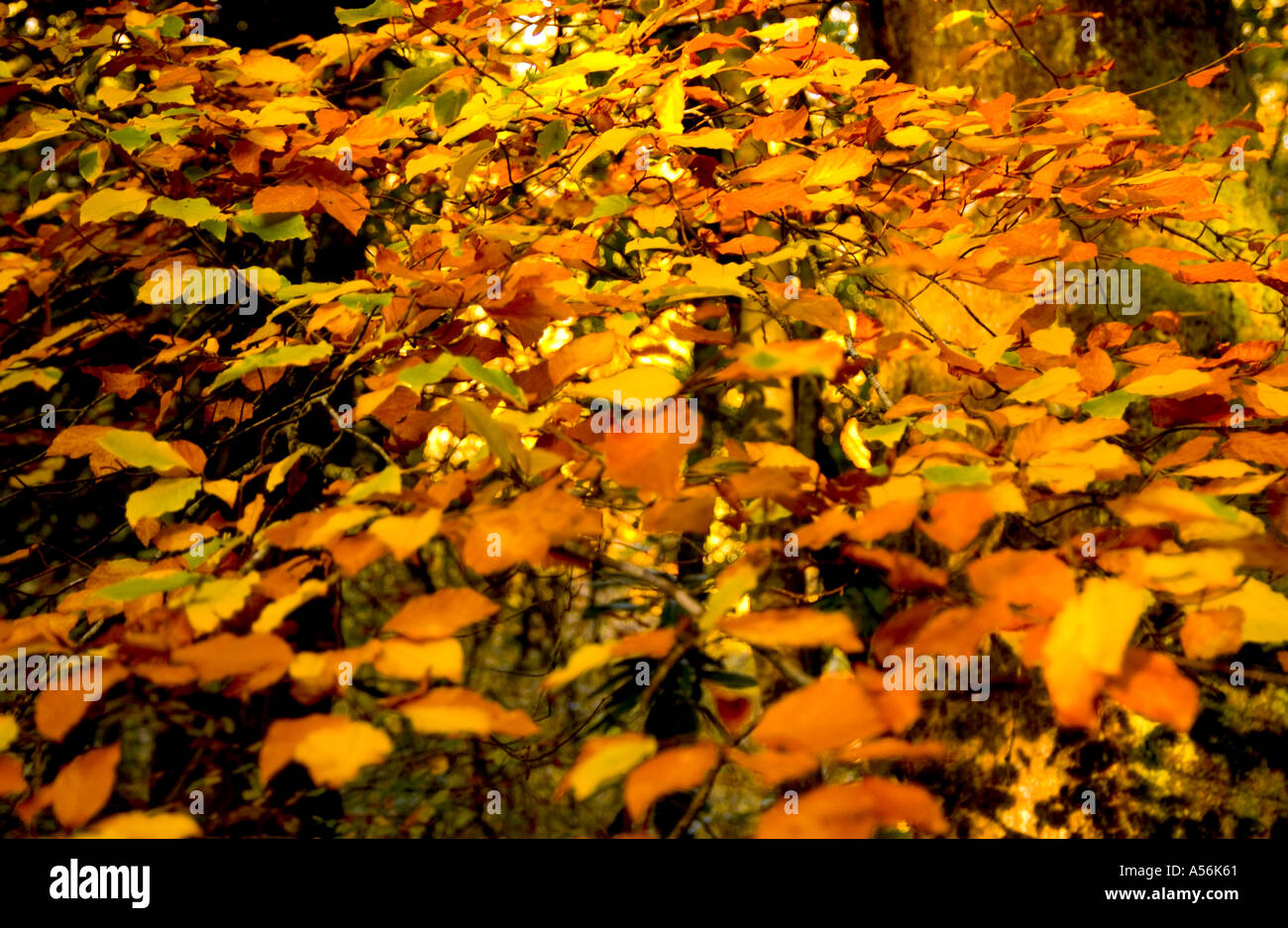 Colours of autumn leaves hi-res stock photography and images - Alamy
