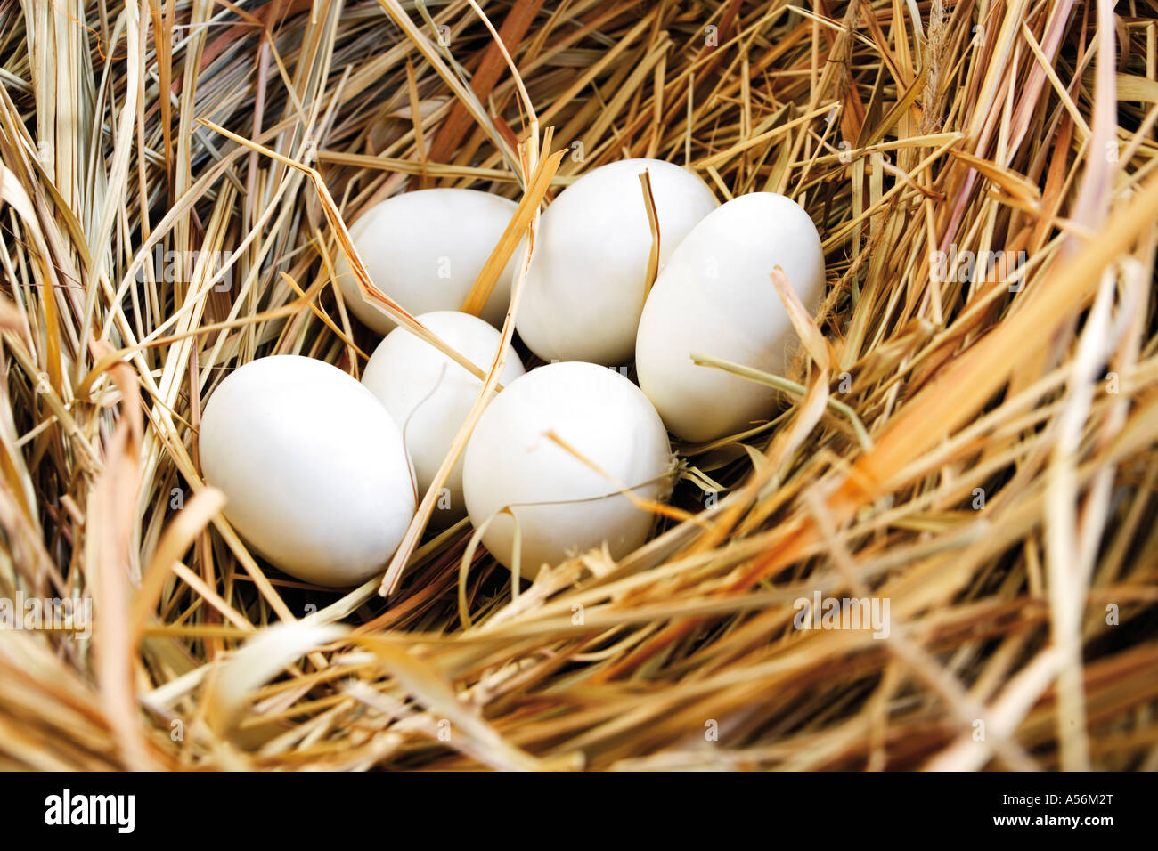 Nest with eggs, close-up Stock Photo