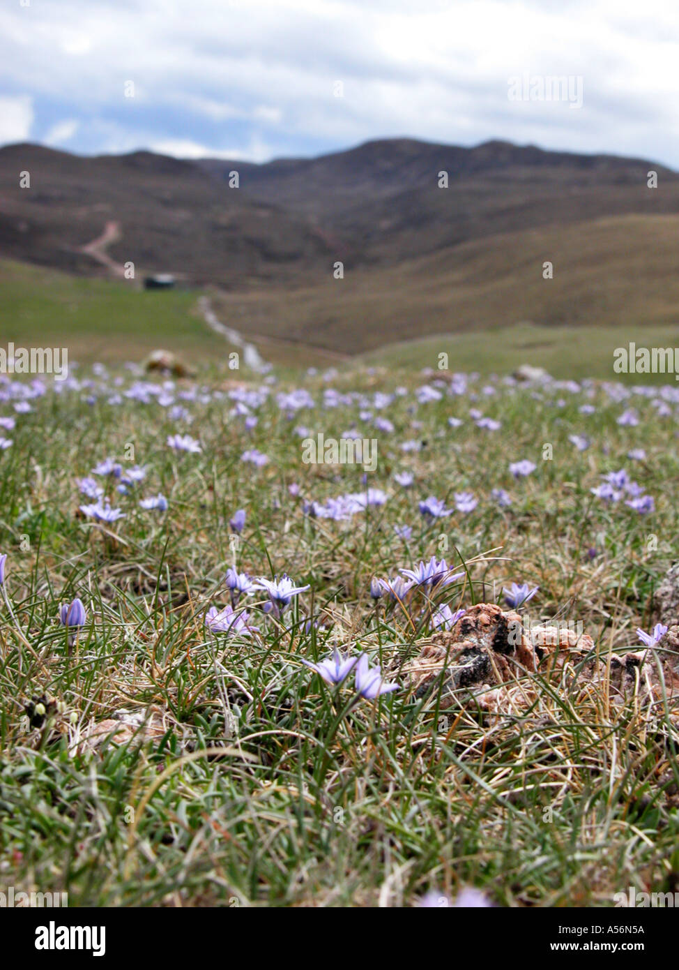 Muckle Roe Shetland Stock Photo Alamy