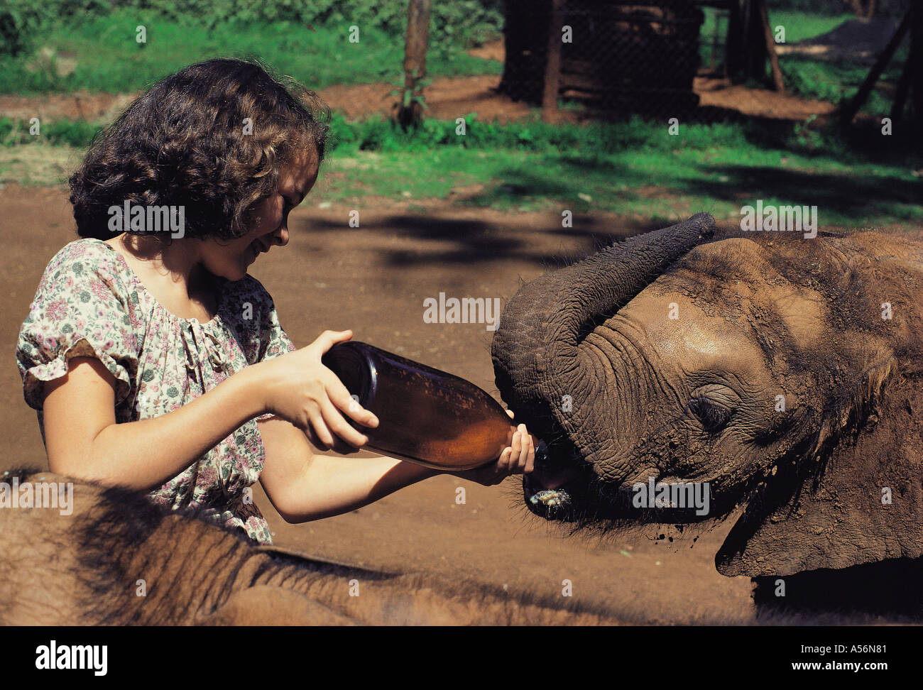 Young white girl bottle feeding an orphaned baby elephant at Nariobi orphange Kenya East Africa Stock Photo