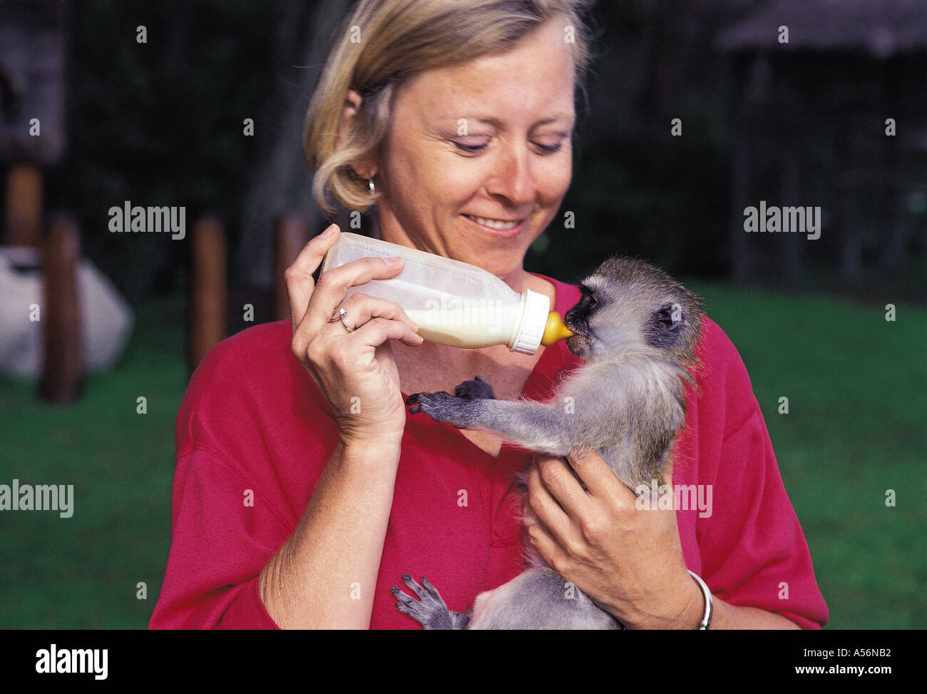 Orphaned baby Black Faced Vervet Monkey being bottle fed by a white lady tourist Stock Photo