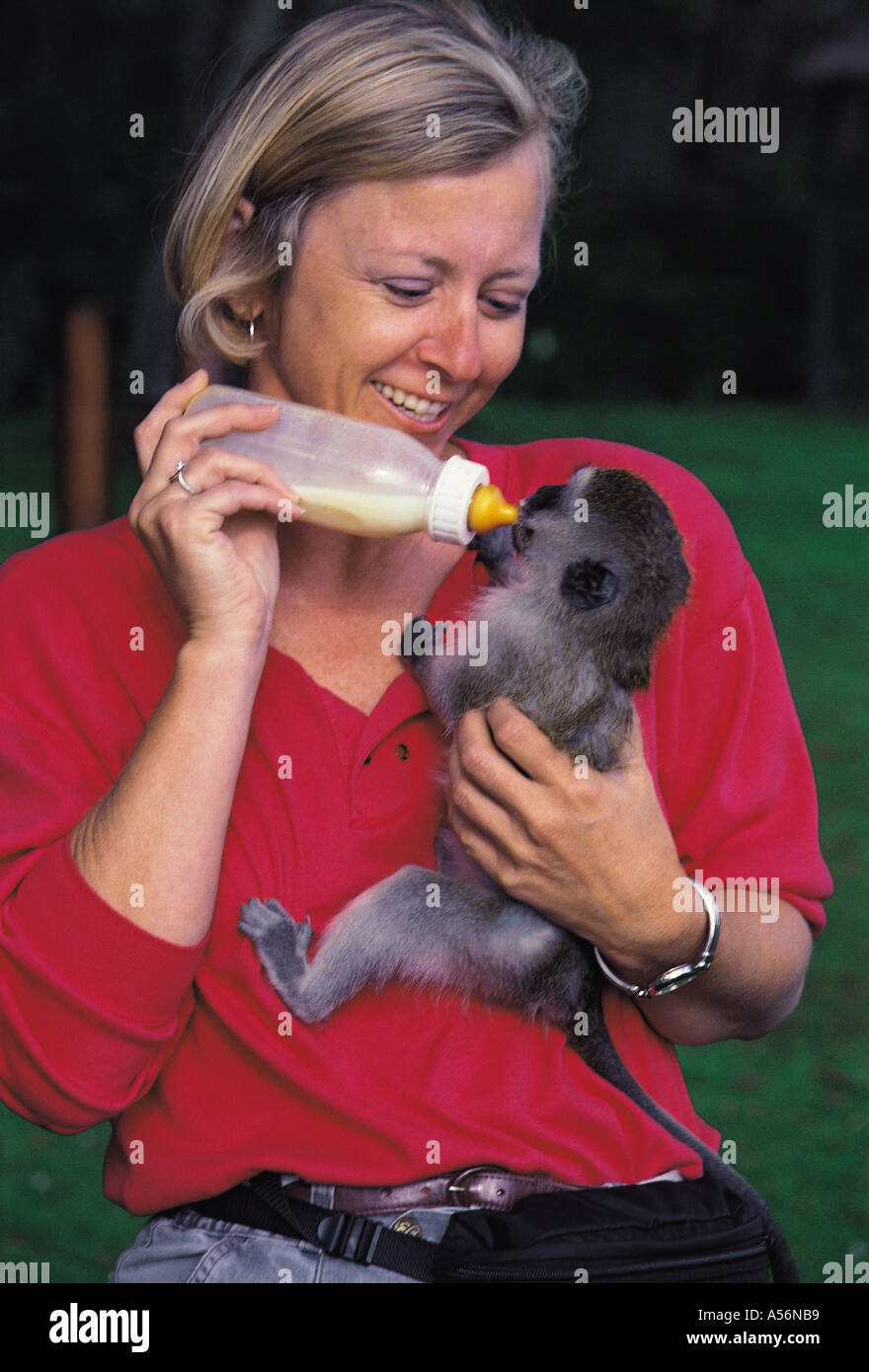 Orphaned baby Black Faced Vervet Monkey being bottle fed by a white lady tourist Stock Photo