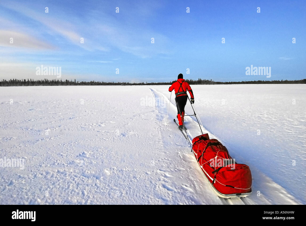Man with Pulka in the Muddus National Park, Laponia, Sweden, Lappland, Europe Stock Photo