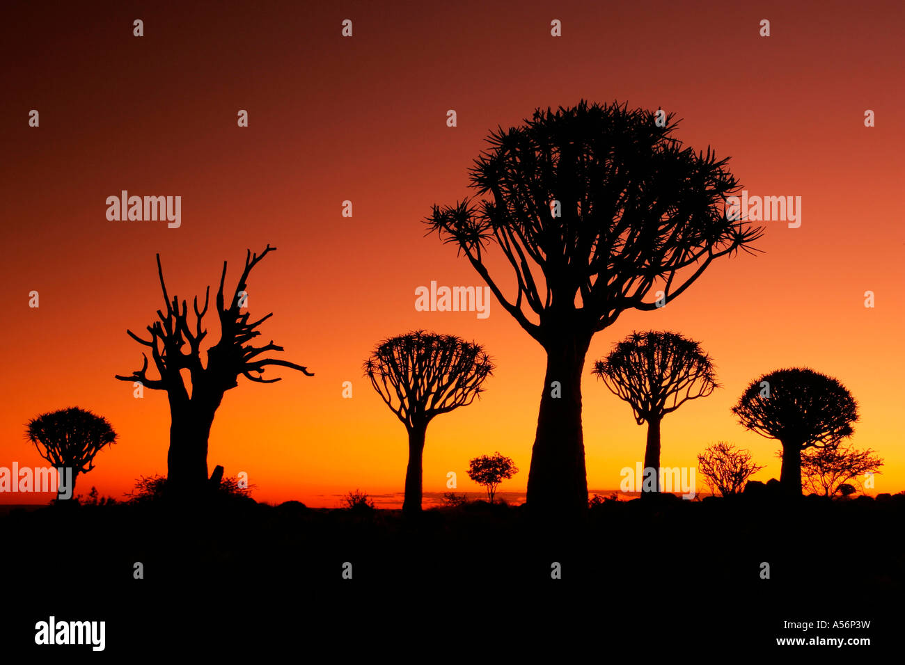 Keetmanshoop Namibia Afrika quiver tree aloe dichotom at sunrise quiver tree forest near Keetmanshoop Namibia Africa Stock Photo