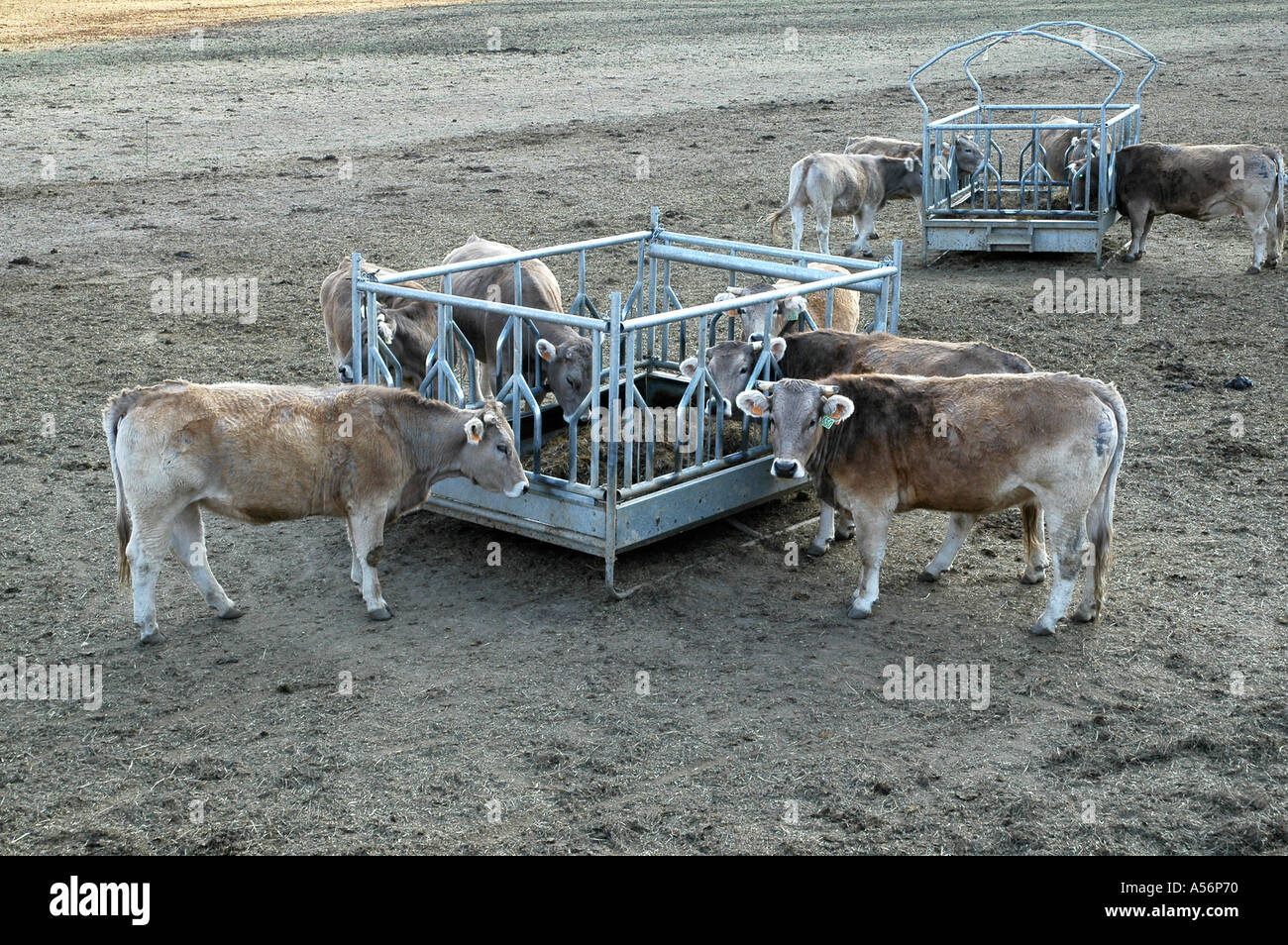 Cows farm at Lleida Spain Stock Photo