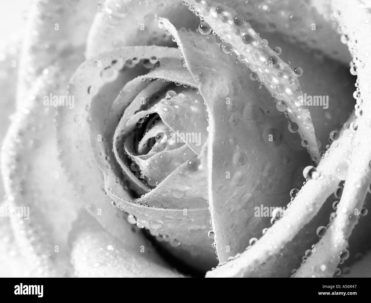 black and white rose Stock Photo