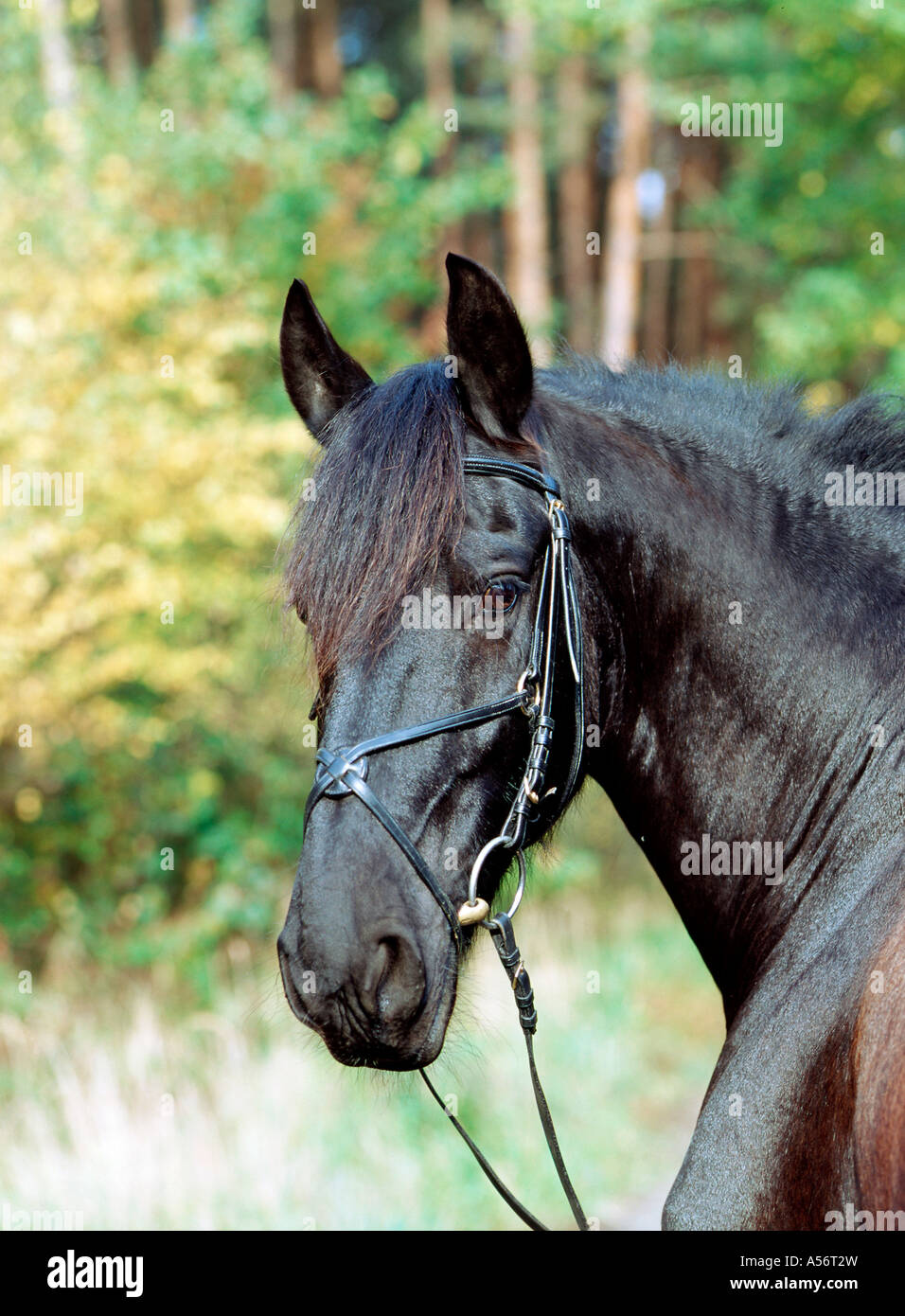 Friese friesenpferd friesian black horse hengst 6 jaehrig Stock Photo