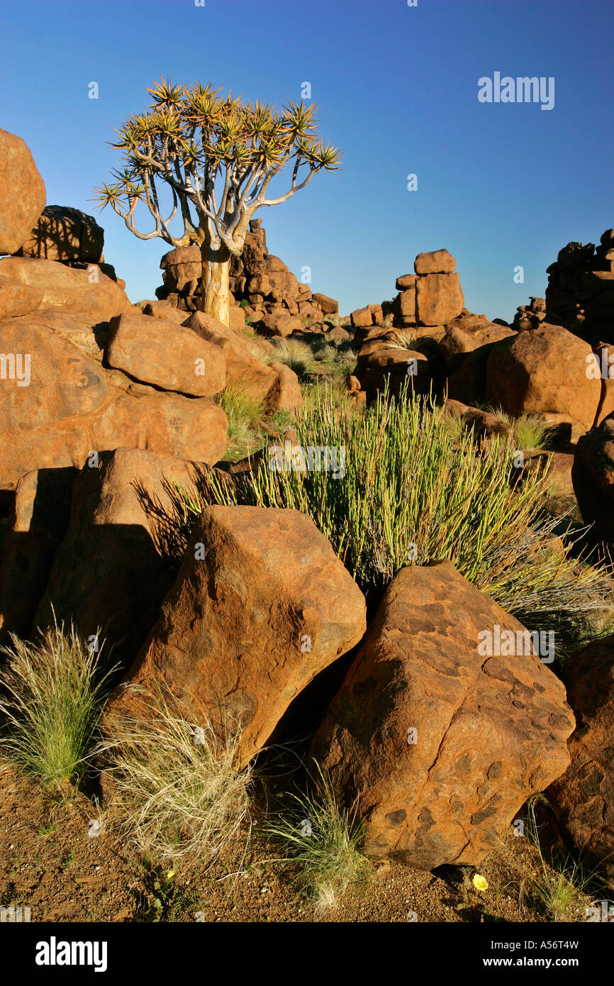 Keetmanshoop Namibia Africa rock formations and a quiver tree Aloe dichotoma in Giant s Playground Keetmanshoop Namibia Africa Stock Photo