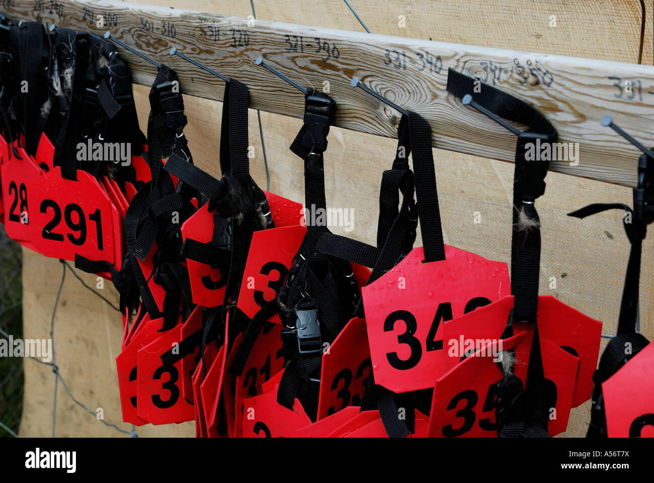 Halsbänder mit Nummern für die Rentierkälber hängen an einem Brett Stock Photo
