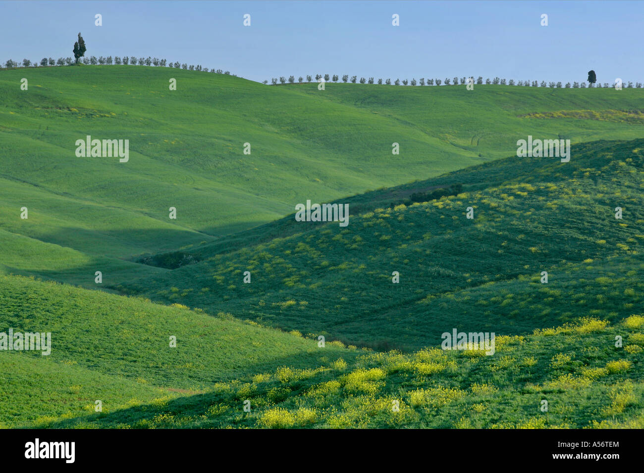 Huegellandschaft im Val d Orcia Toskana Italien landscape with hills in Val d Orcia Tuscany Italy Stock Photo