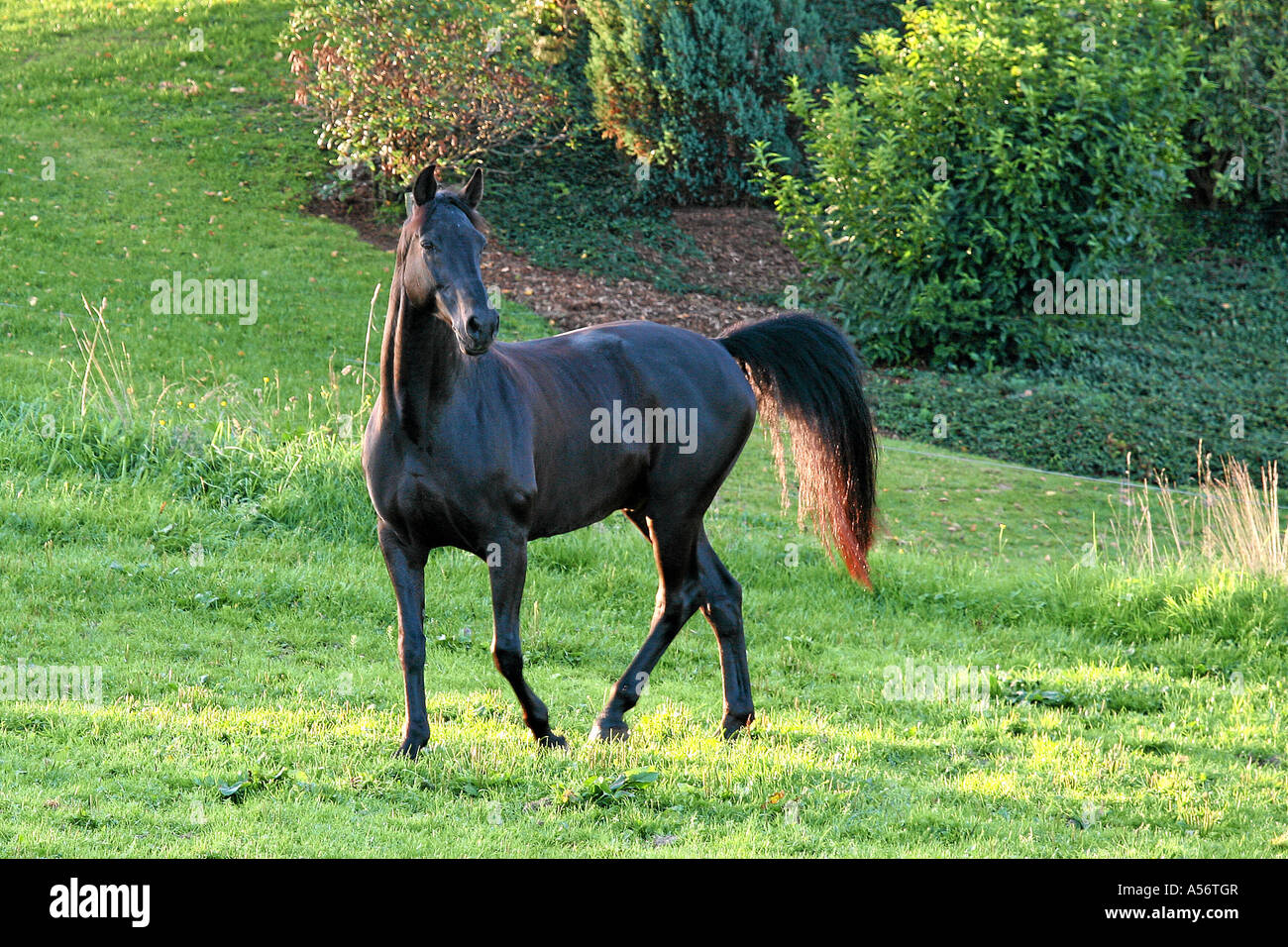 Oldenburger Warmblut German Oldenburg Warm Blooded Horse Rappe