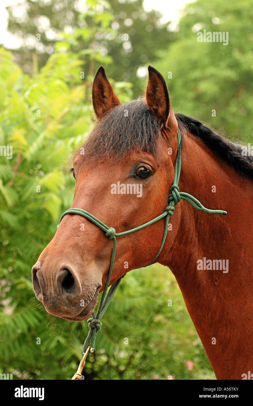 Andalusier Vollblut braun Portrait Stock Photo