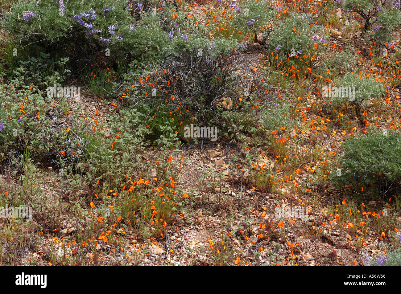 Los Padres National Forest Stock Photo Alamy
