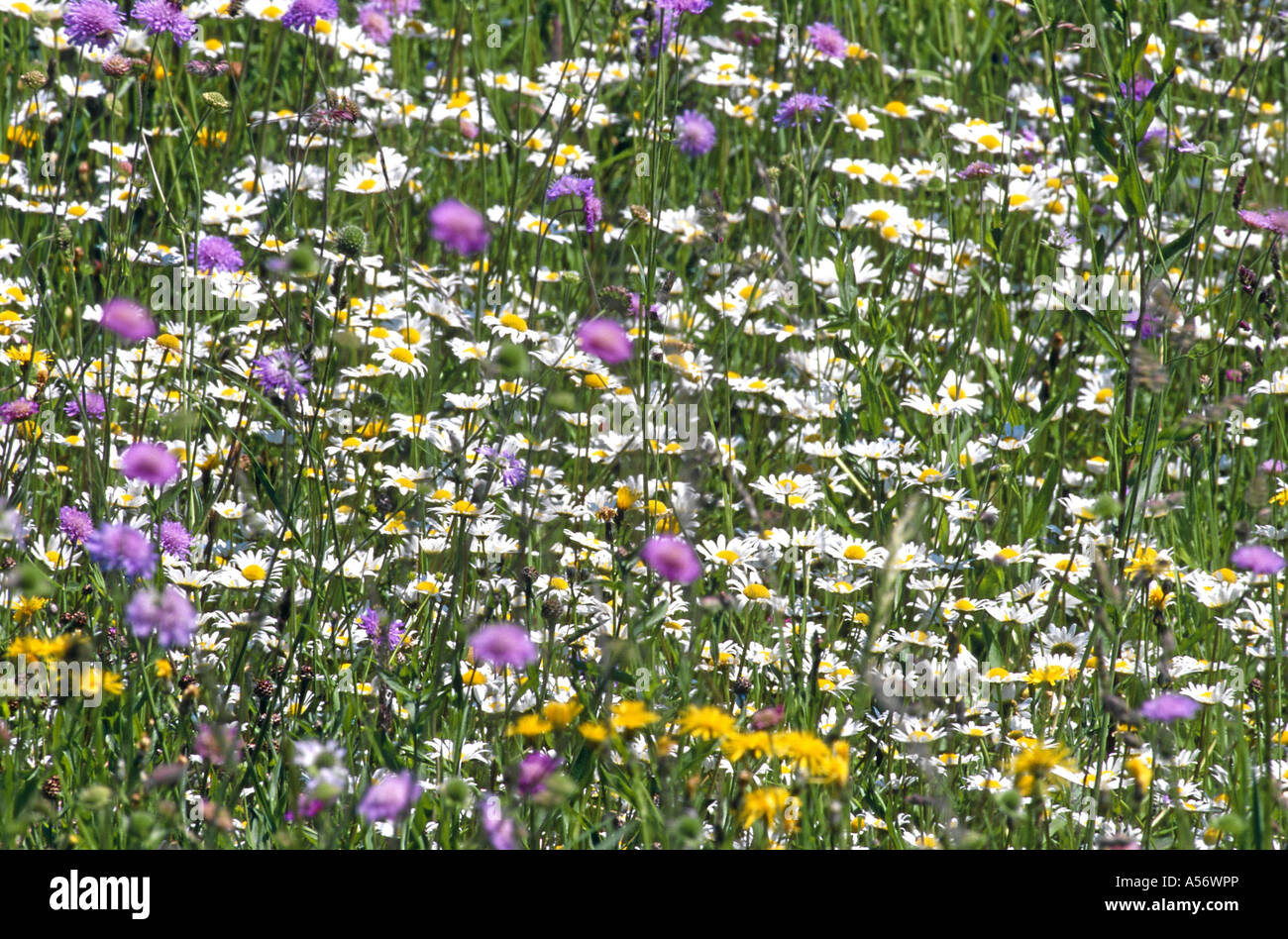 blumenwiese flower meadow Stock Photo