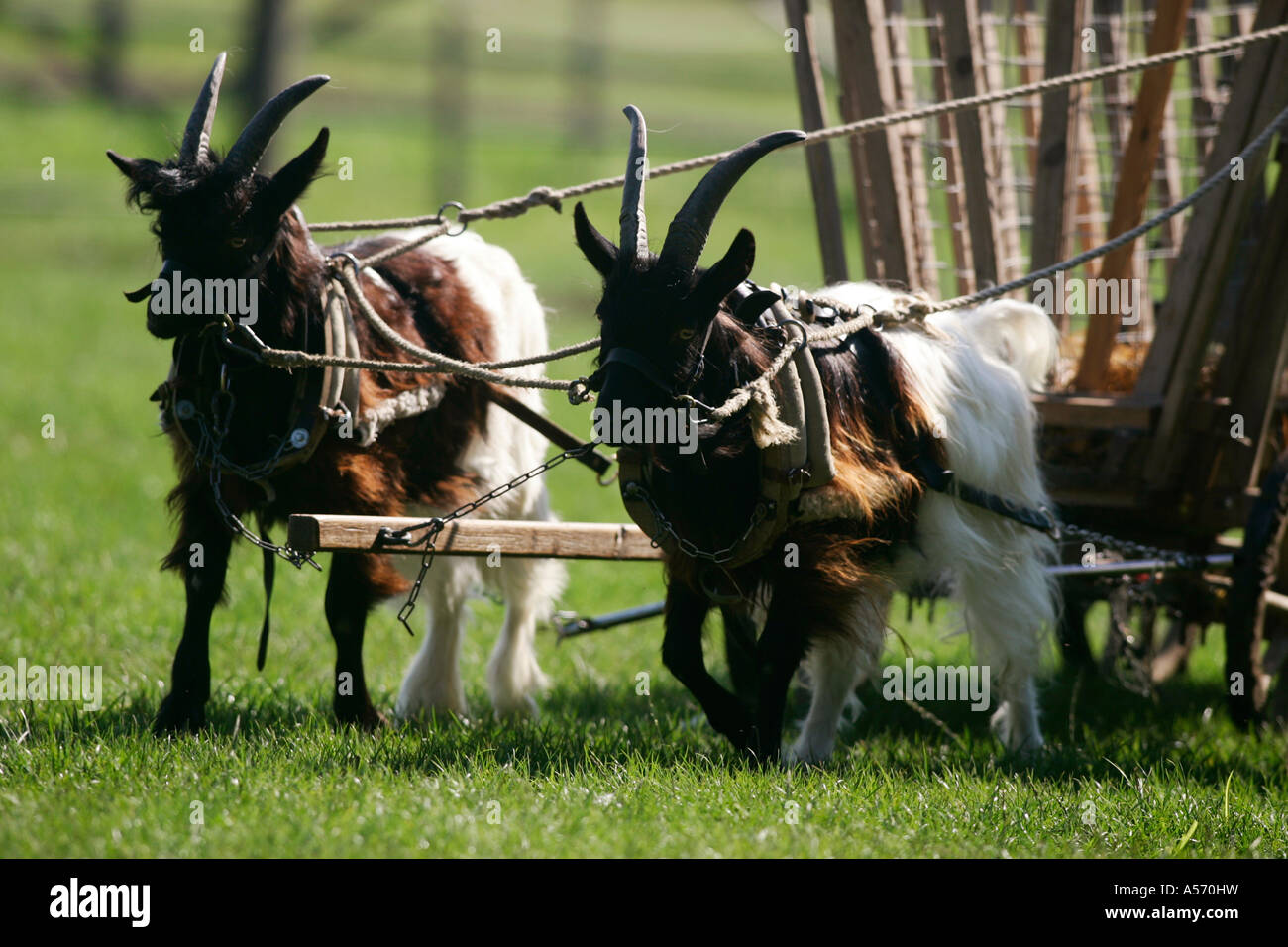 Walliser Ziegen, Goats Stock Photo