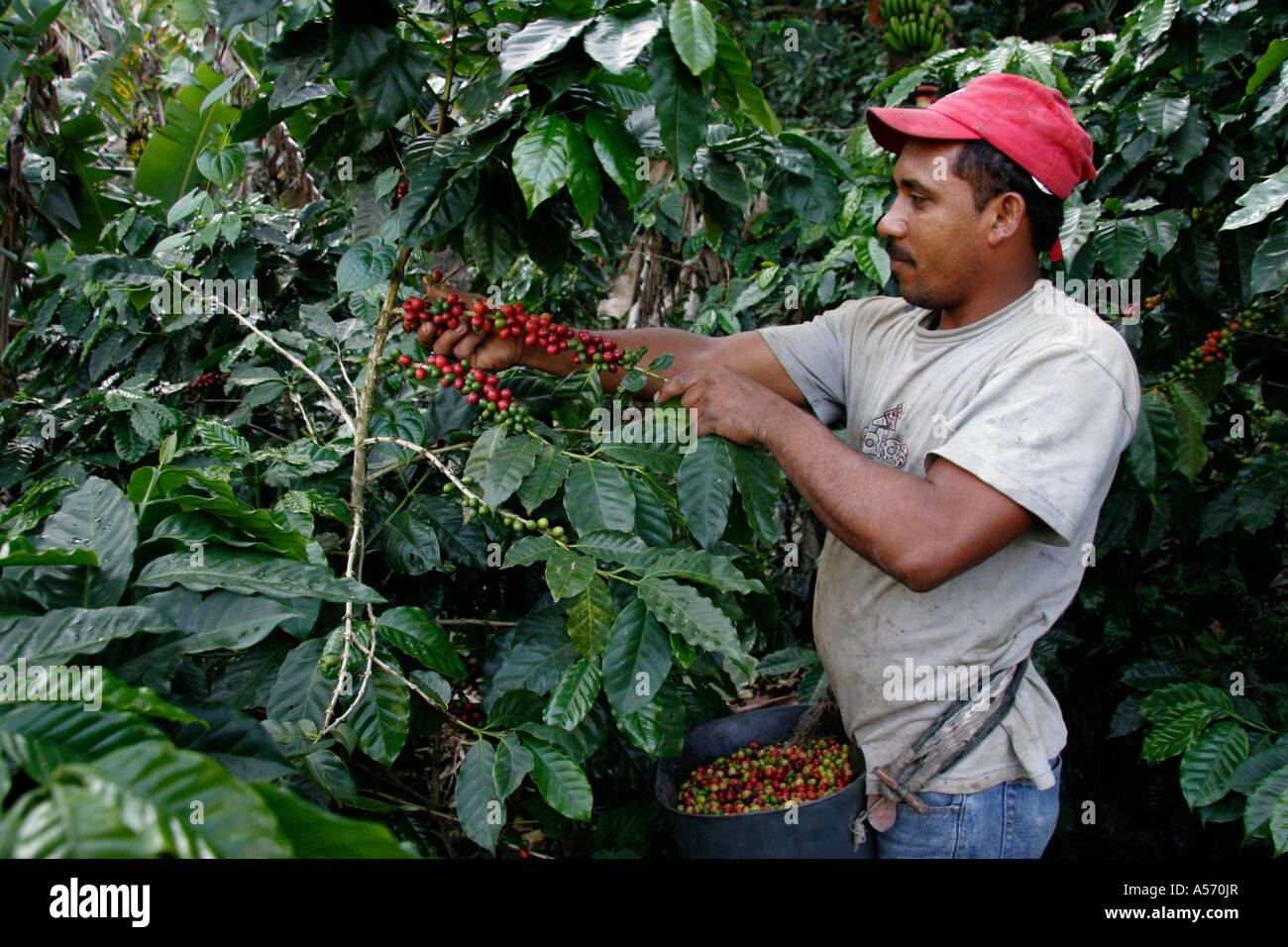 ja1206 venezuela man male harvesting coffee beans buenavista lara latin america south