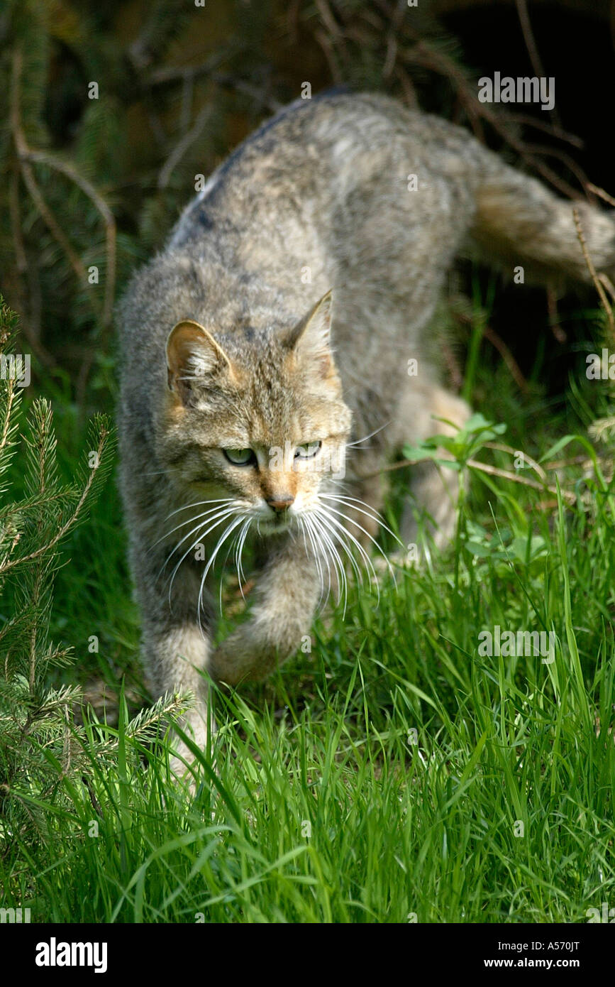 Wildkatze, Felis Silvestris, European Wildcat Stock Photo