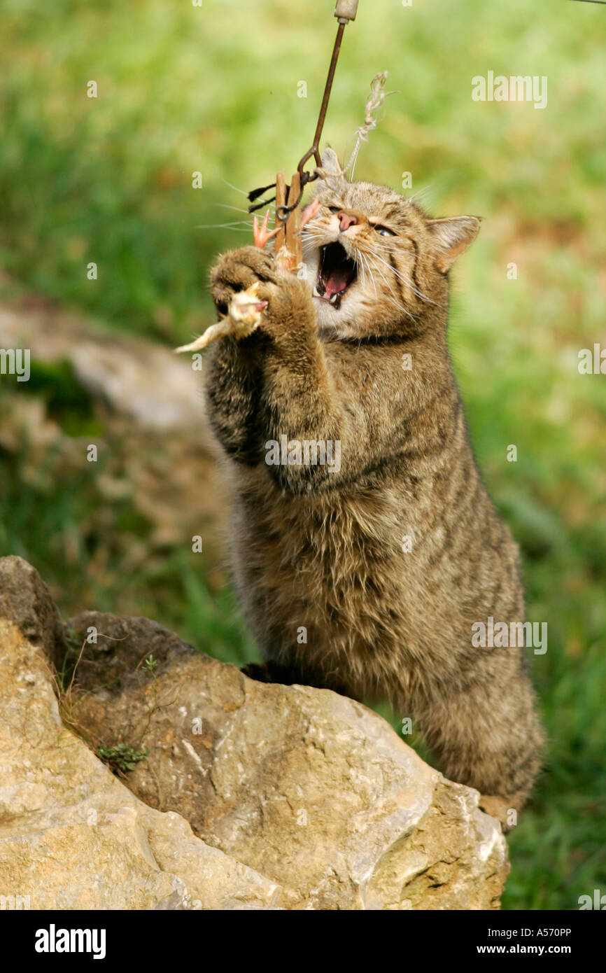 Wildkatze, Felis Silvestris, European Wildcat Stock Photo