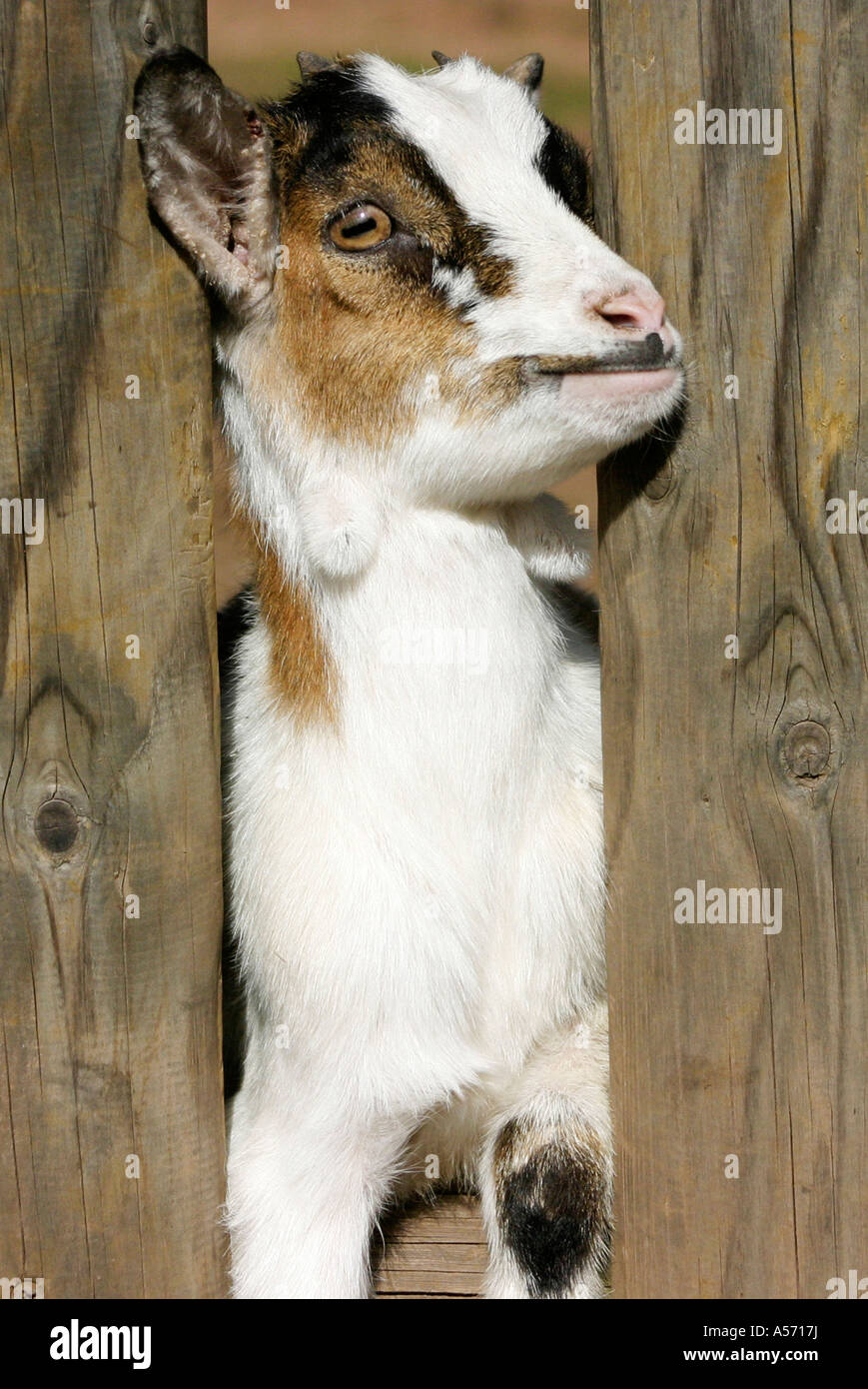 Ziege Goat Stock Photo