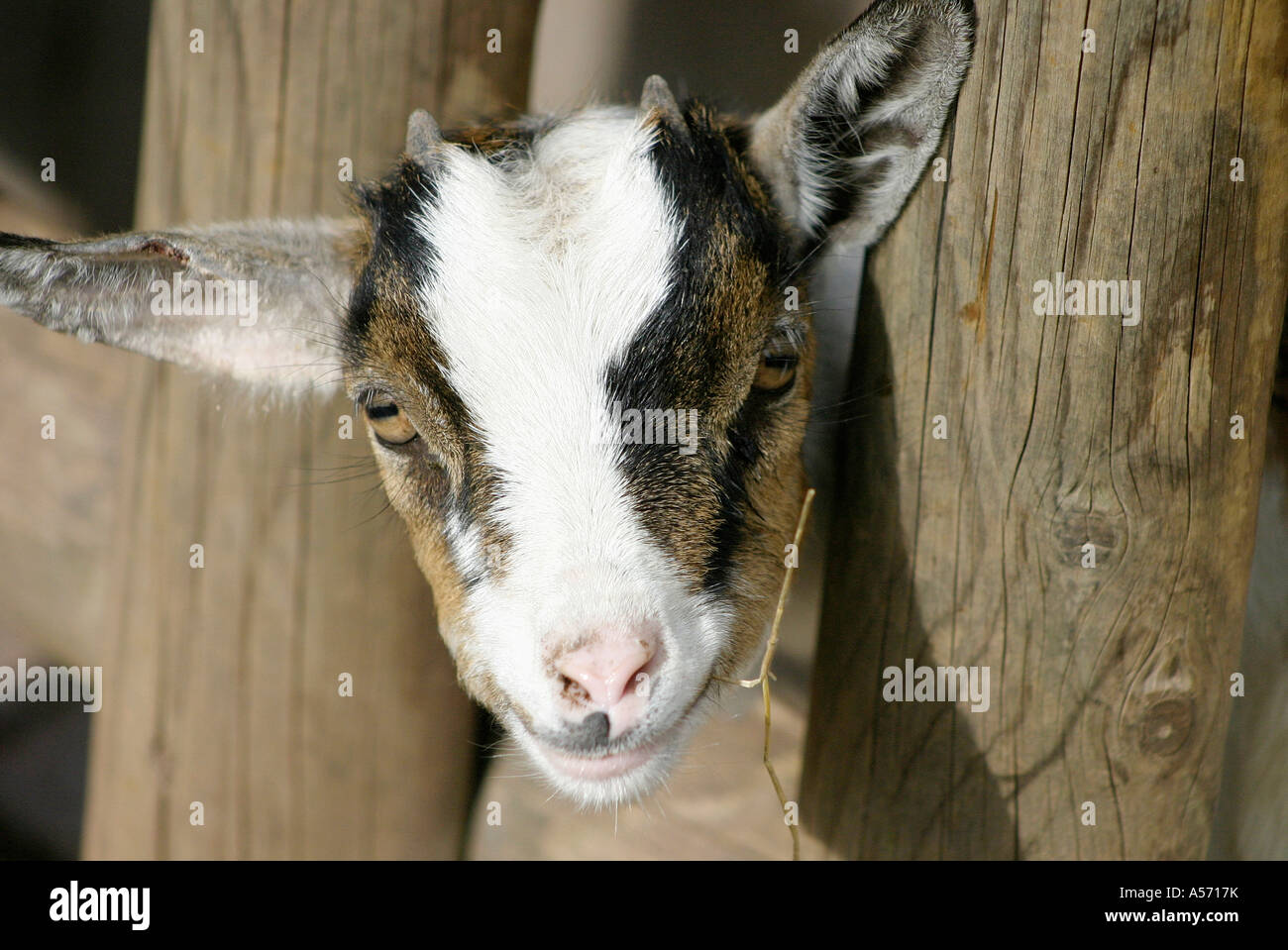 Ziege Goat Stock Photo