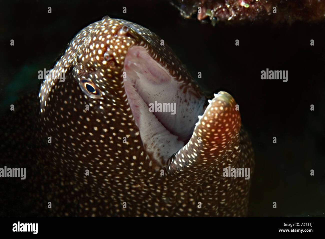 Weissmaulmuraene Gymnothorax Meleagris Whitemouth Moray moray morays white mouth moray muraenen unterwasser tauchen diving Stock Photo