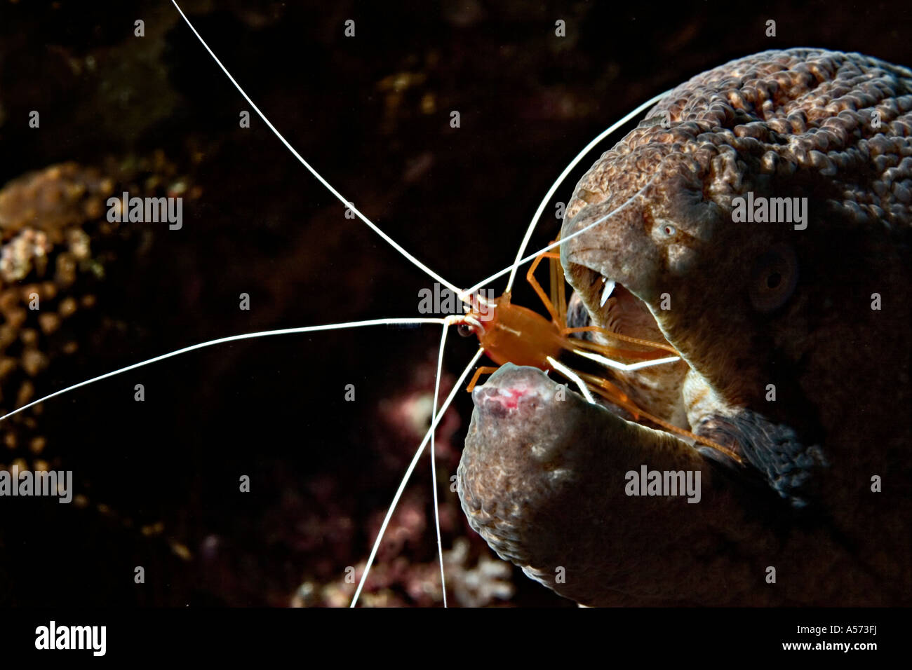 Riesenmuraene Giant Moray Gymnothorax Javanicus actinopterygii moray eels moray muraene murene murena indo pacific symbiose symb Stock Photo