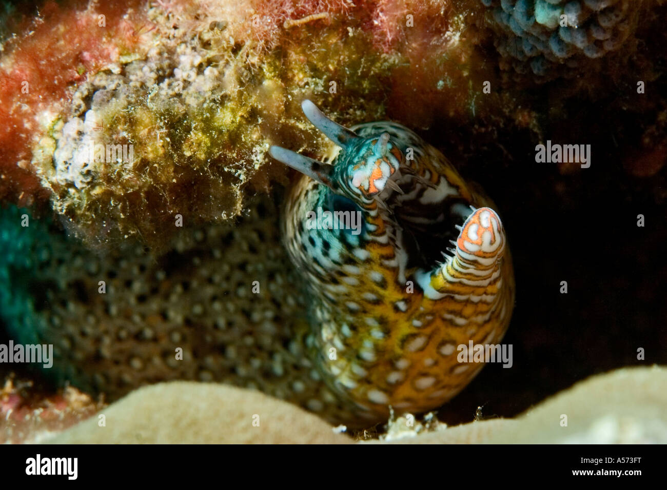 Tigermuraene Scuticaria Tigrina Tiger Reef Eel uropterygiinae actinopterygii ray finned fishes eels tiger eel tigermoray tiger m Stock Photo