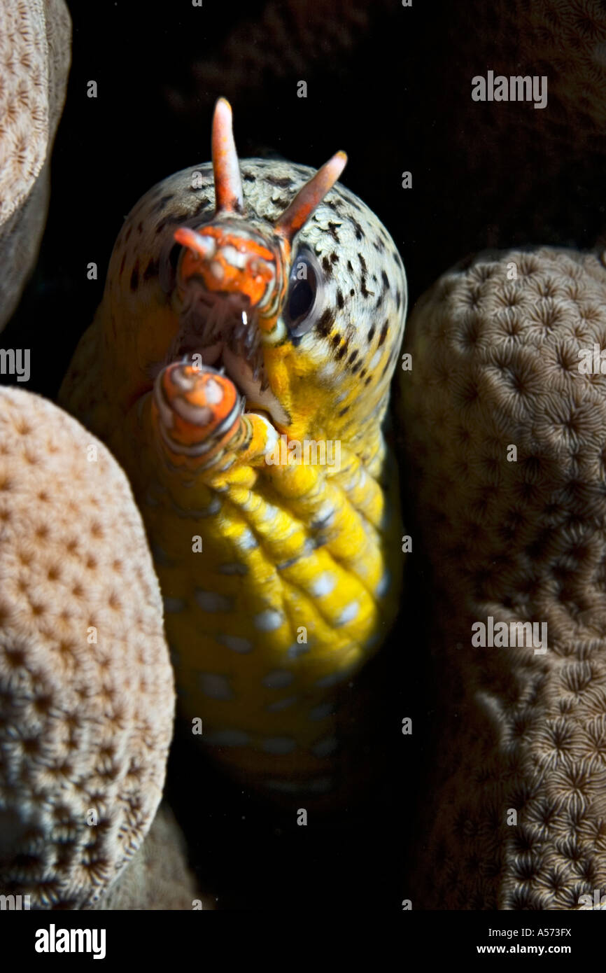 Tigermuraene Scuticaria Tigrina Tiger Reef Eel uropterygiinae actinopterygii ray finned fishes eels tiger eel tigermoray tiger m Stock Photo