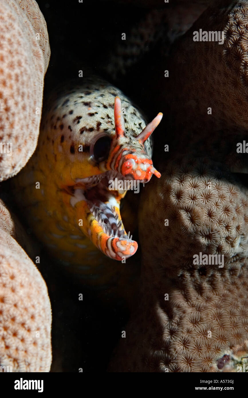 Tigermuraene Scuticaria Tigrina Tiger Reef Eel uropterygiinae actinopterygii ray finned fishes eels tiger eel tigermoray tiger m Stock Photo