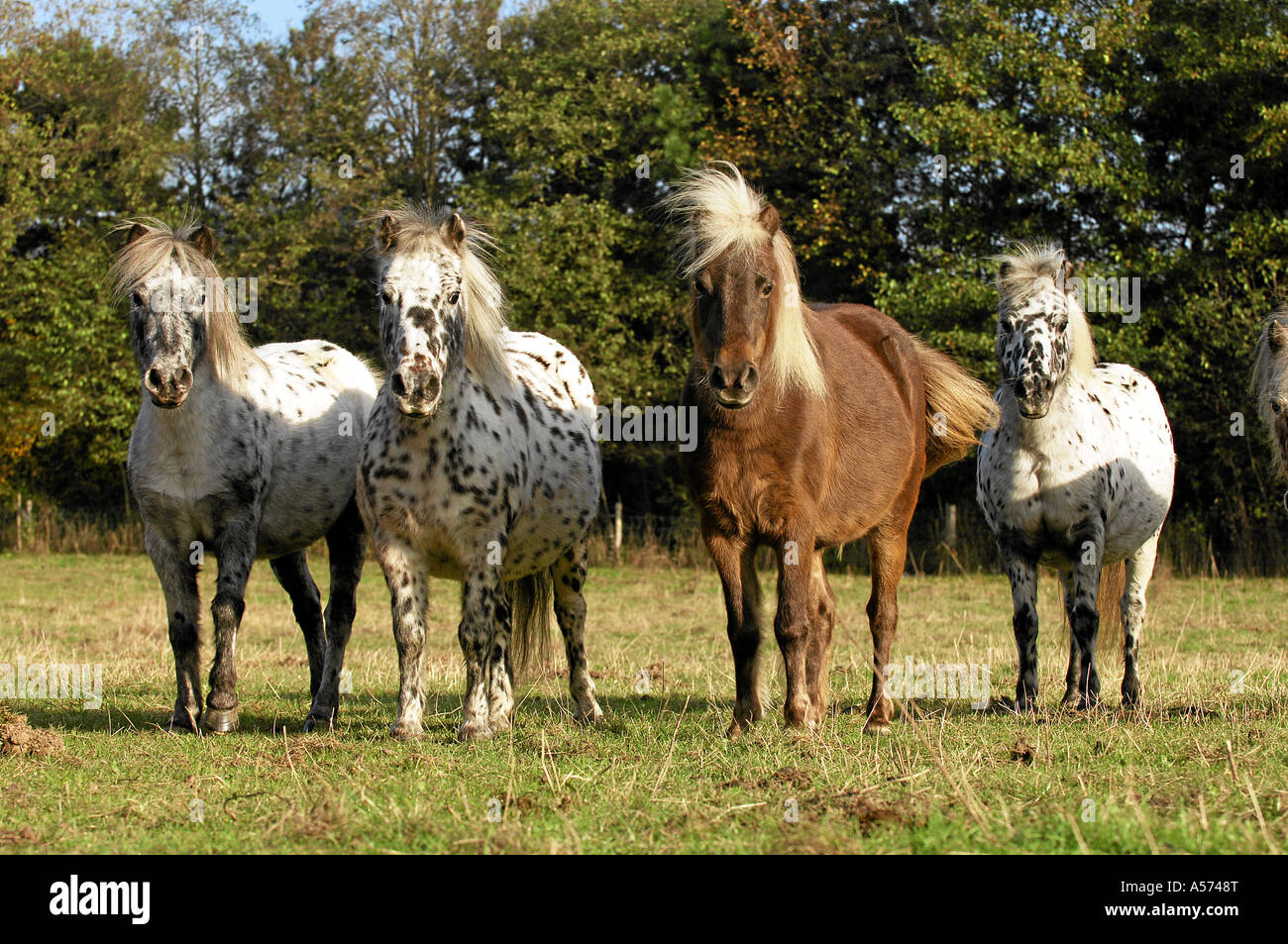 shetlandpony Stock Photo