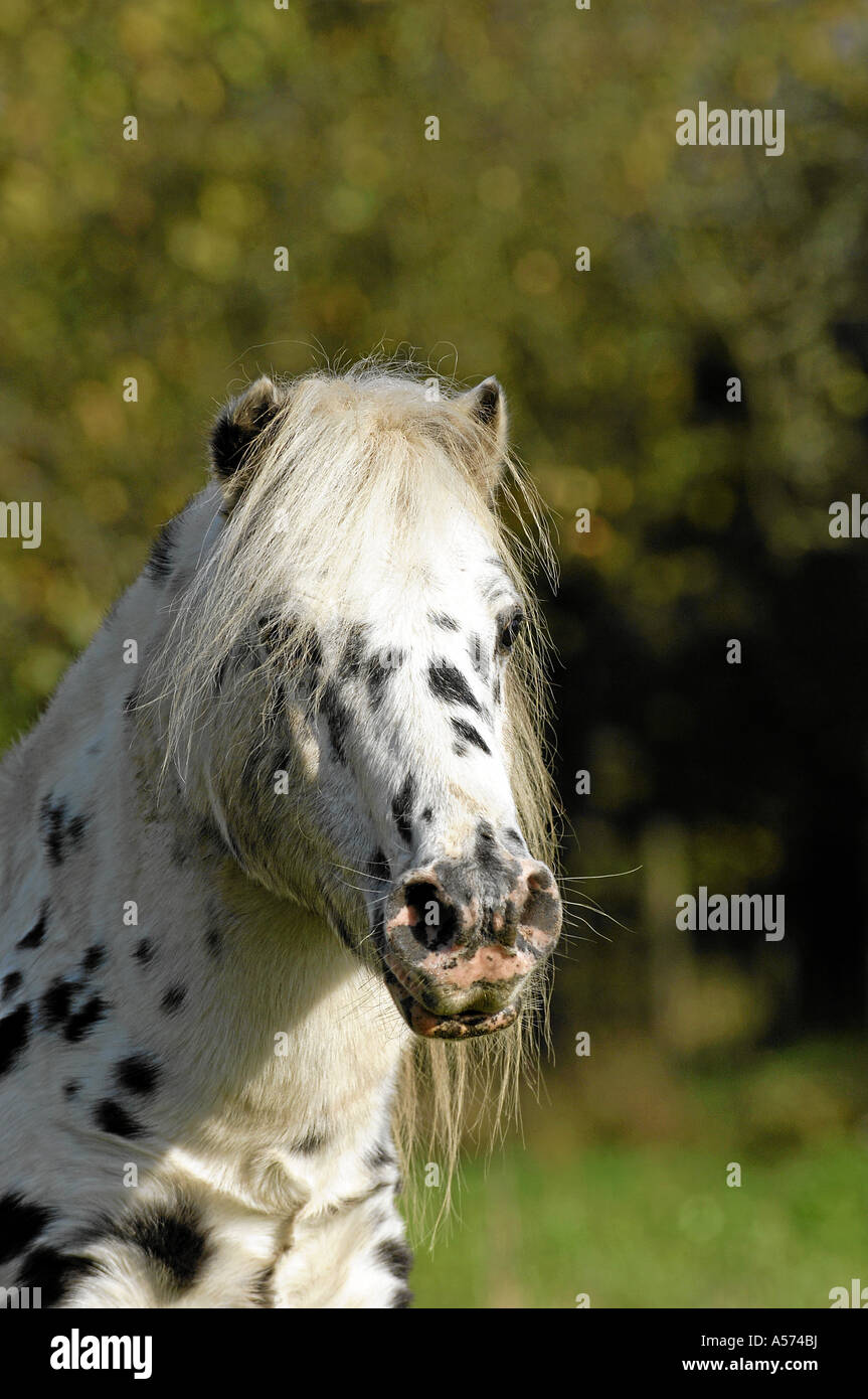 shetlandpony Stock Photo