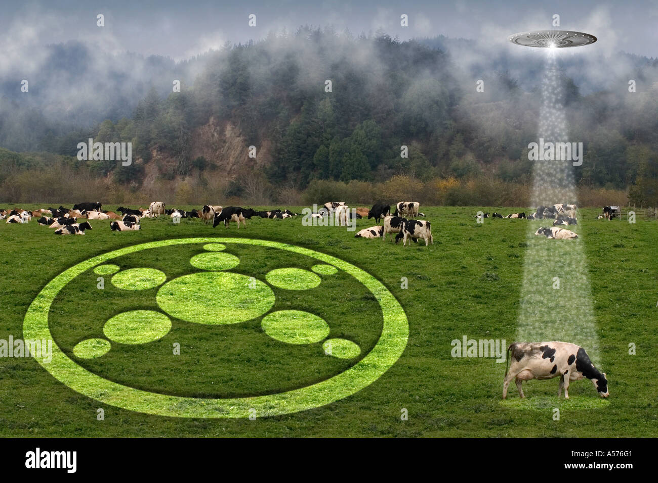 Crop Circle & Cow Abduction. Stock Photo