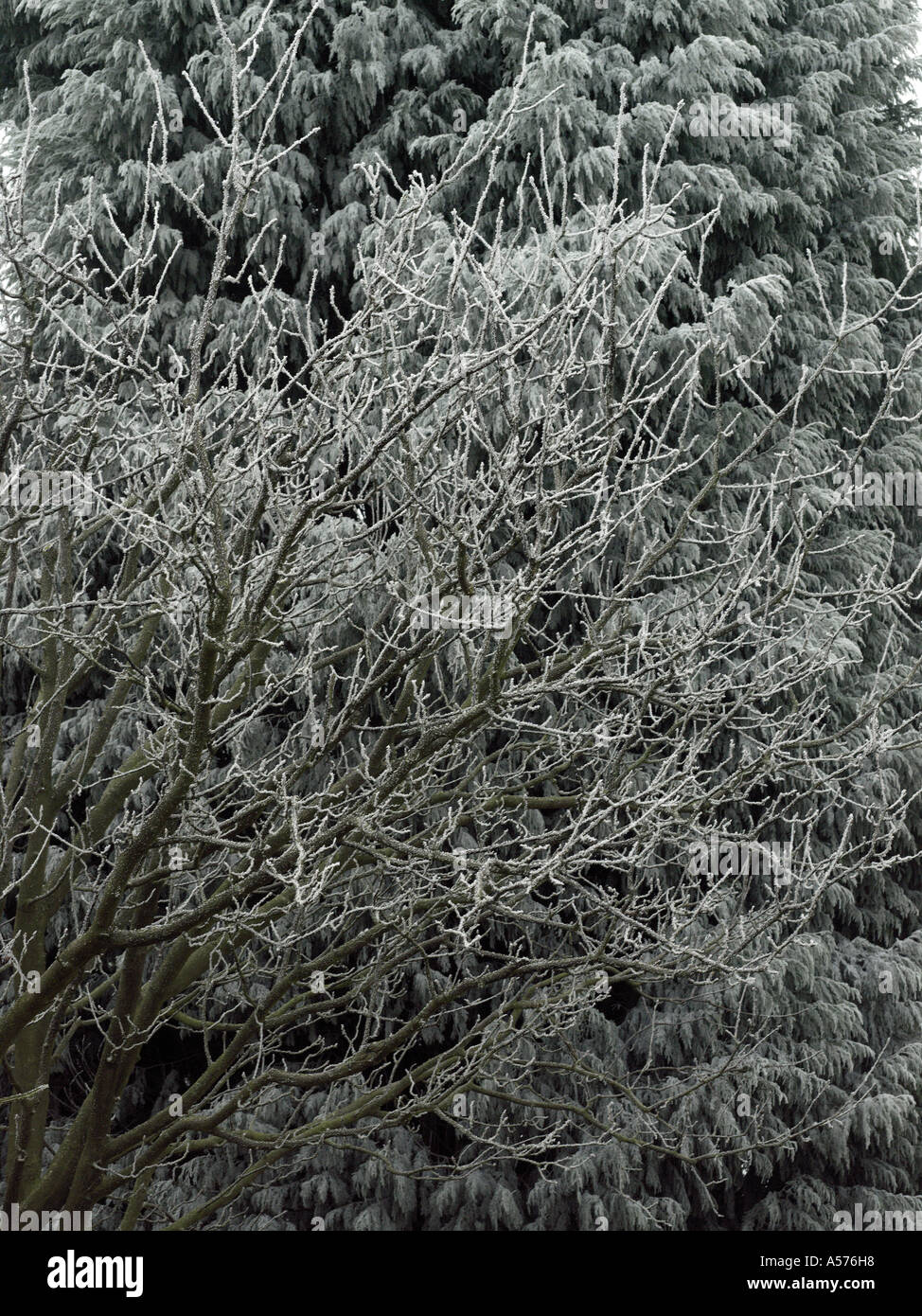 Tree With Frost High Resolution Stock Photography and Images - Alamy
