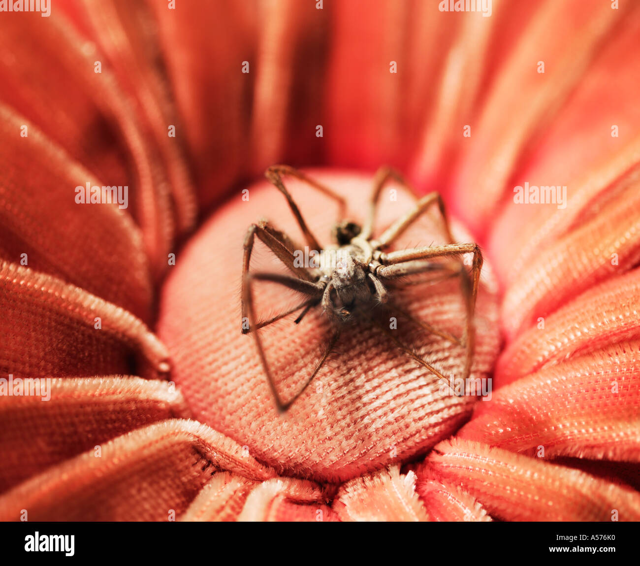 Decomposed House spider Tegenaria gigantea-domestica on Flower Shaped Cushion Stock Photo
