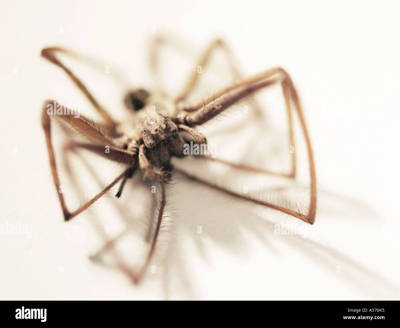 Decomposed House spider Tegenaria gigantea-domestica Stock Photo
