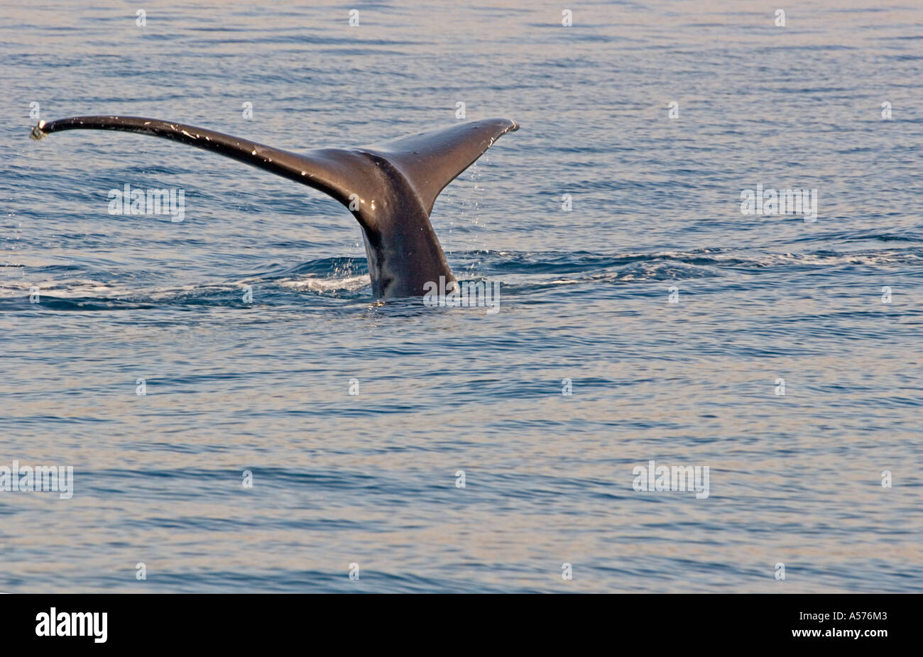 Sounding hi-res stock photography and images - Alamy