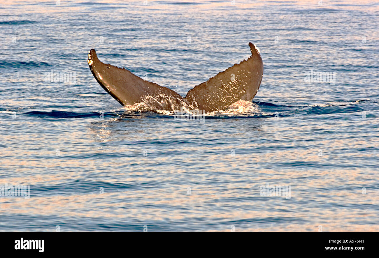 Humpback whale sounding hi-res stock photography and images - Alamy