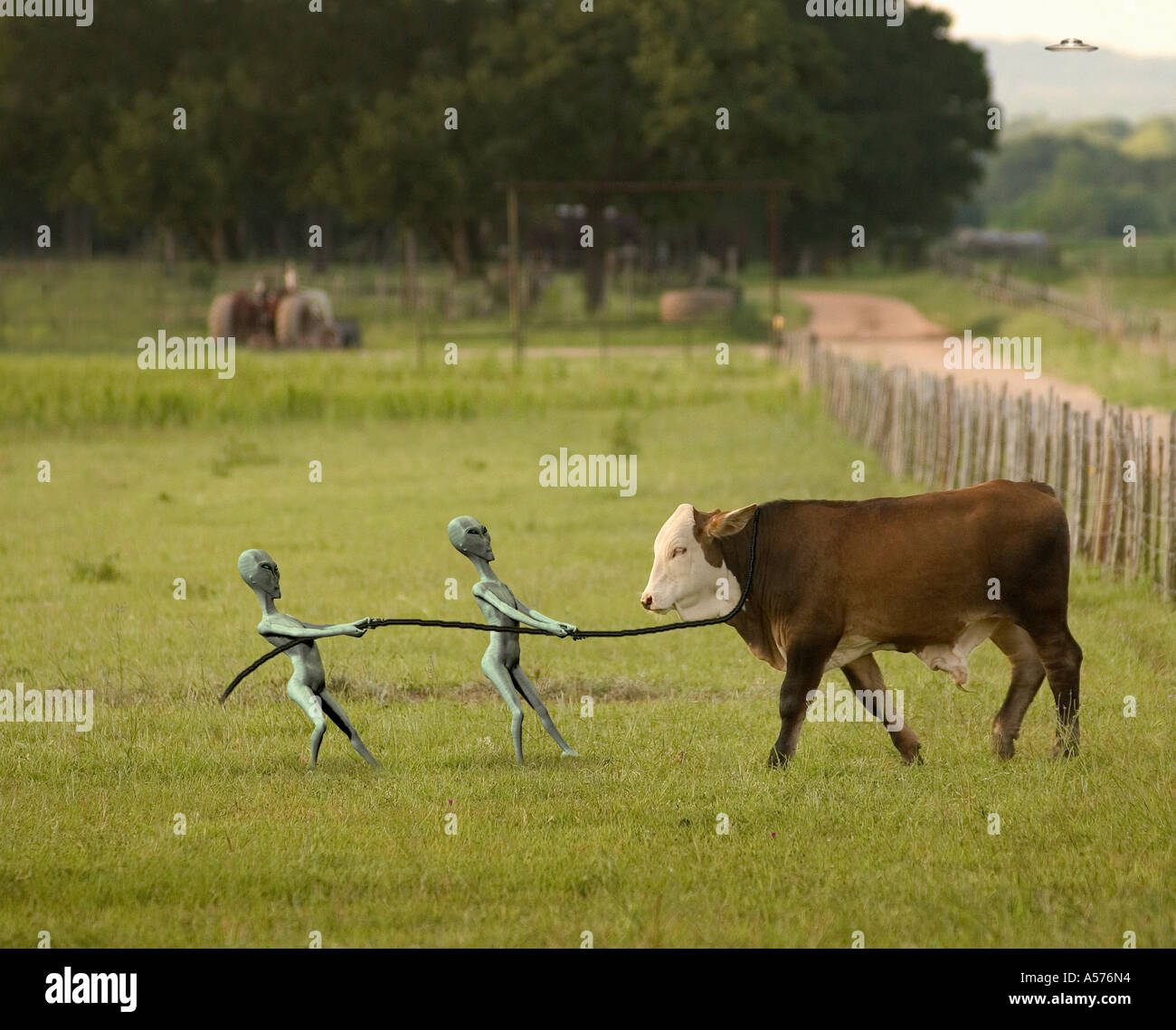 Aliens abducting a cow. Stock Photo