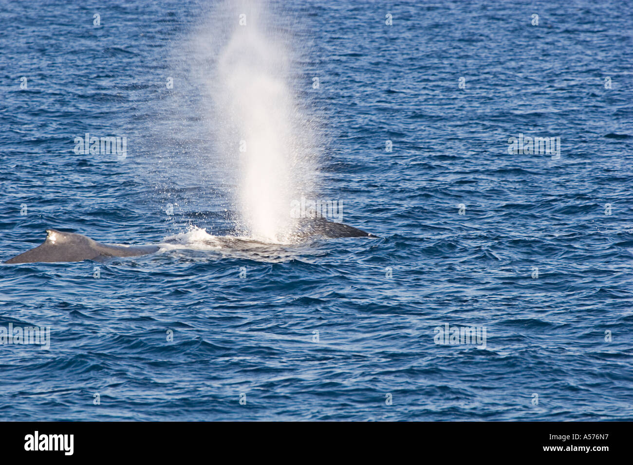 Humpback whales mother and baby Megaptera novaeangliae Stock Photo