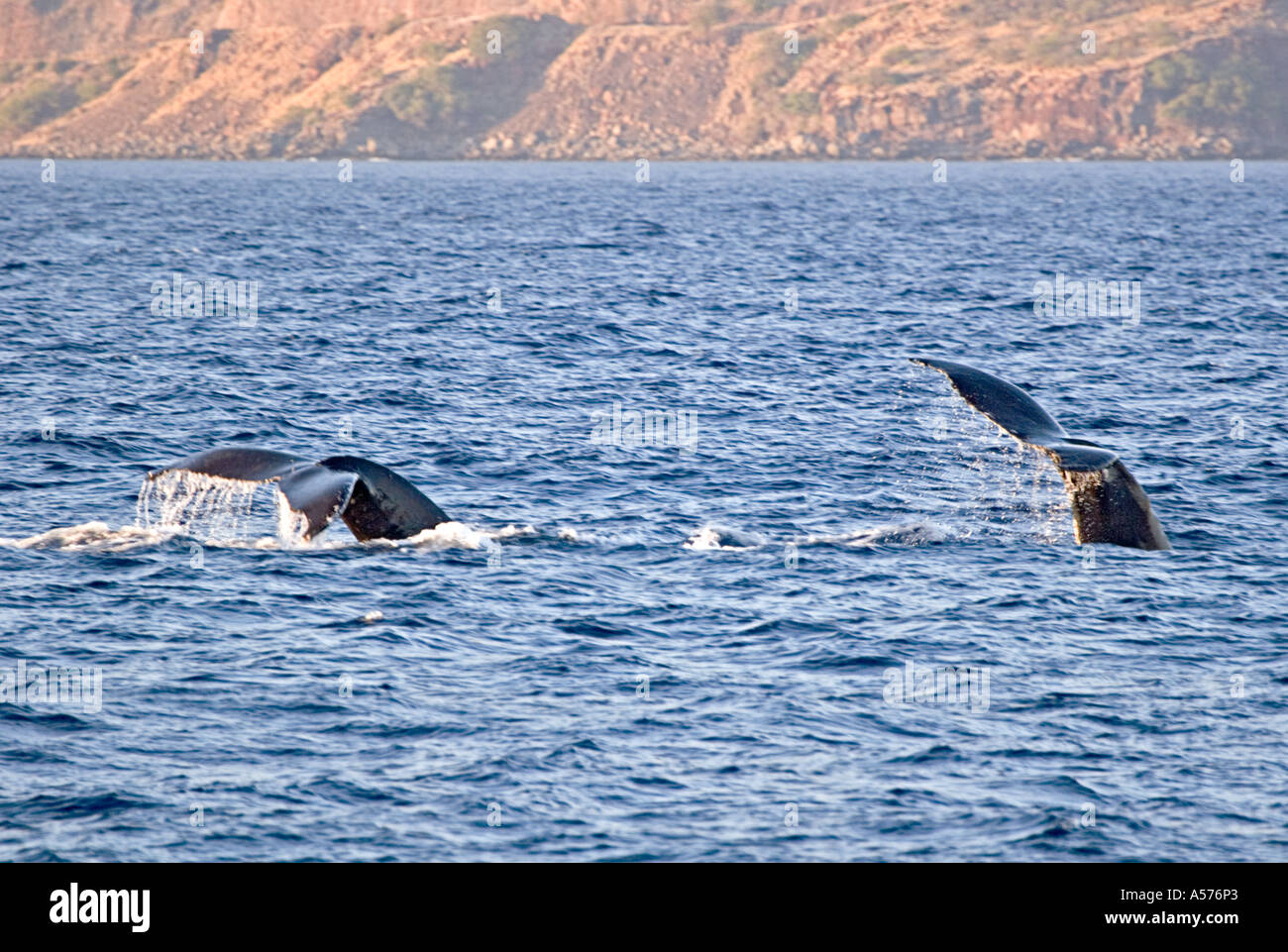 Two humpback whales sounding Megaptera novaeangliae Stock Photo