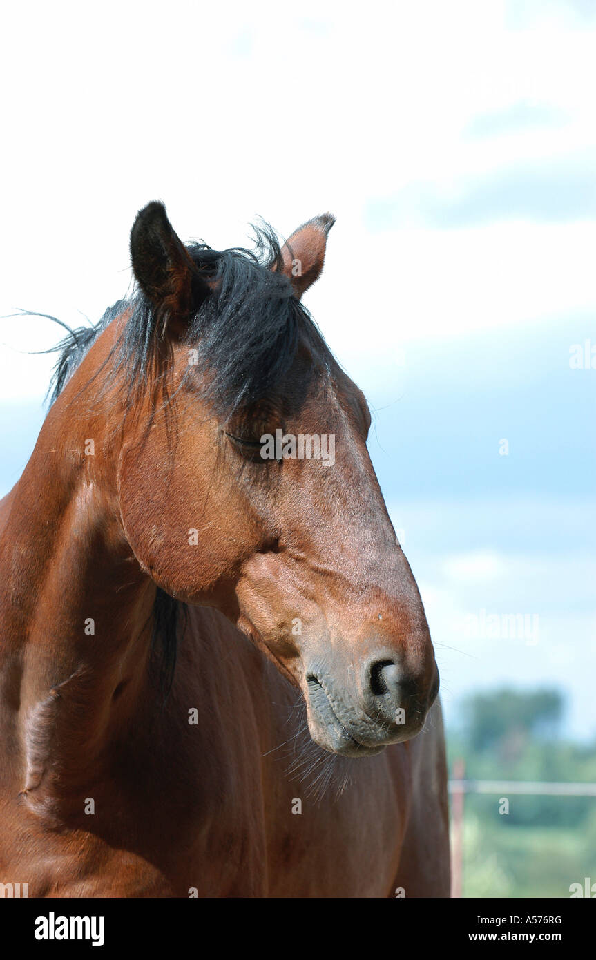 Traber Trotter Horse Stock Photo