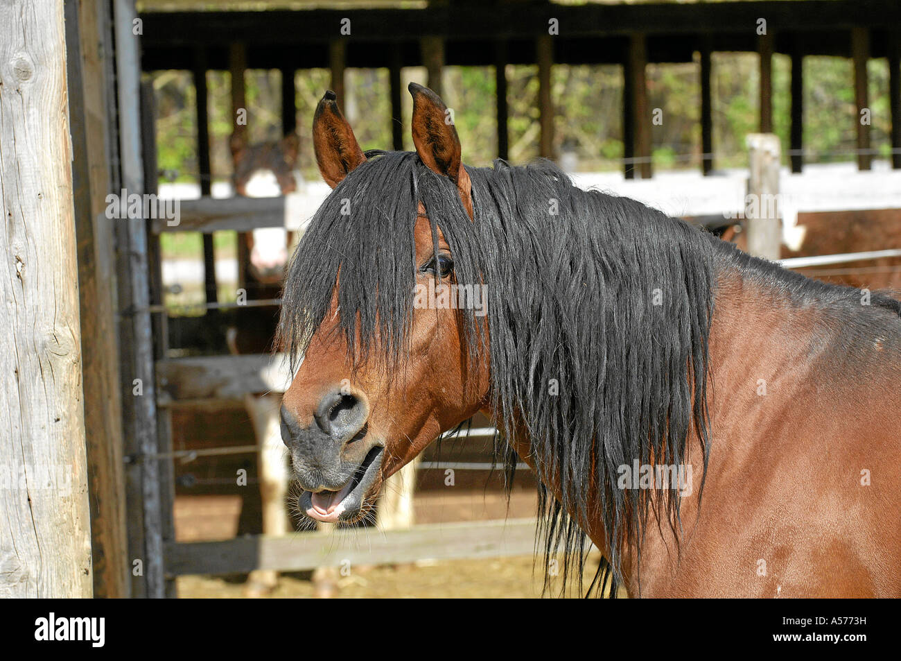 Arabian Horse Vollblutaraber Stock Photo