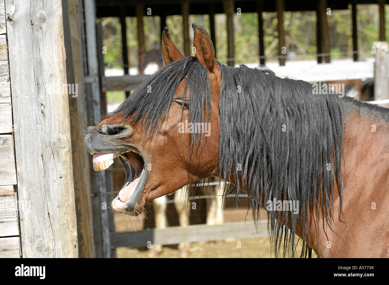 Arabian Horse Vollblutaraber Stock Photo