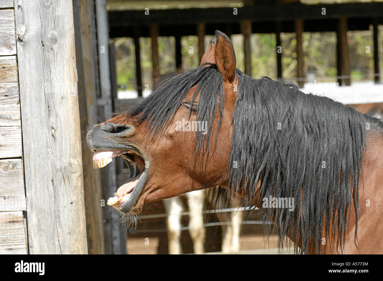 Arabian Horse Vollblutaraber Stock Photo